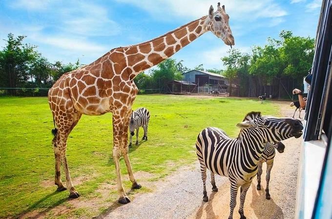 ZOO Dvůr Králové nad Labem